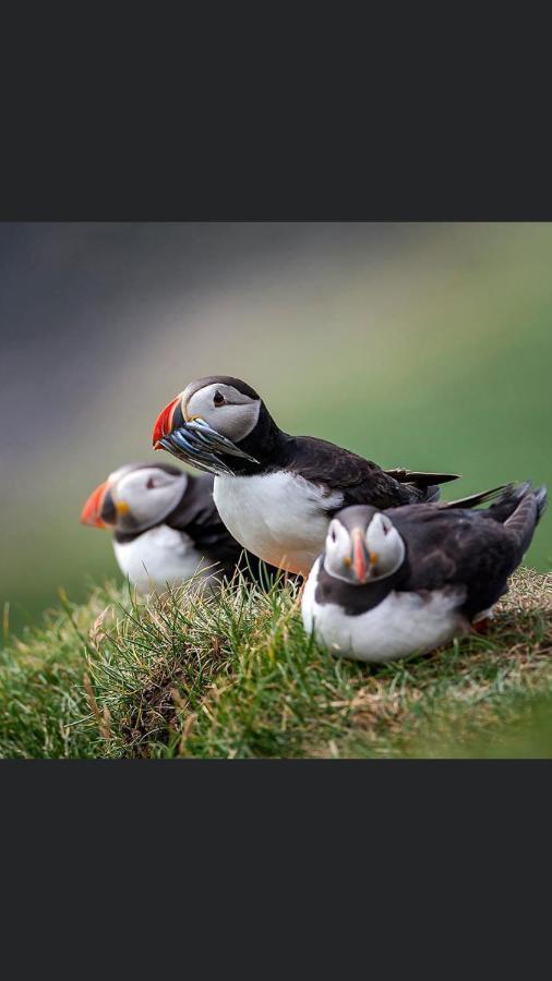 The Atlantic View Guest House, Sandavagur, Faroe Islands Exterior photo